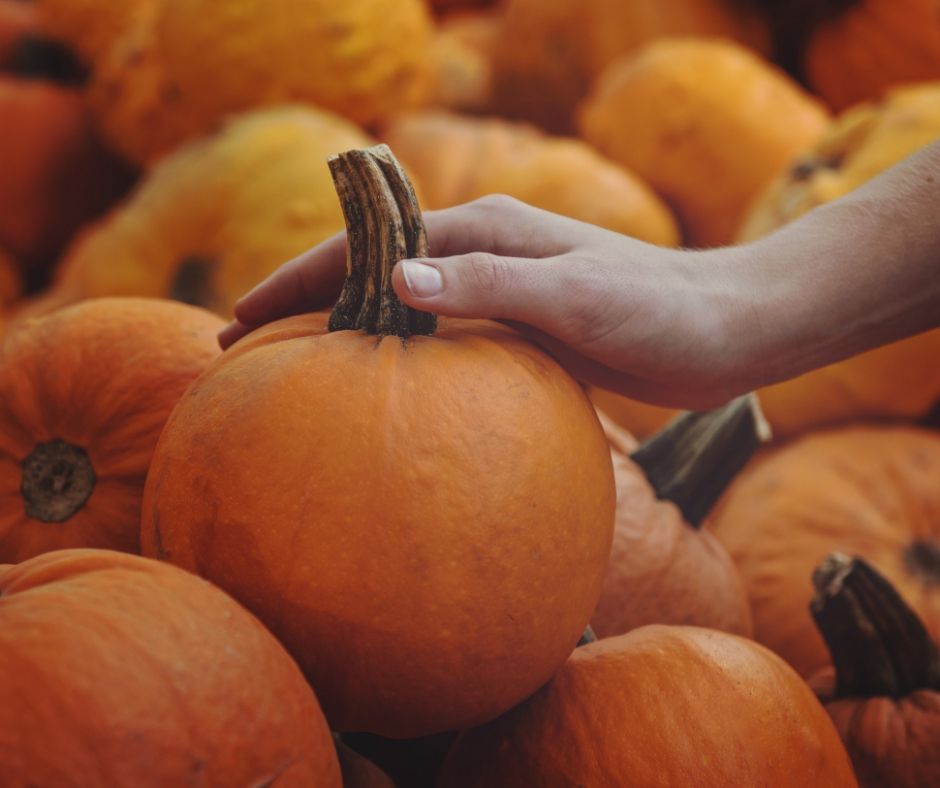 Pumpkin Picking Branson