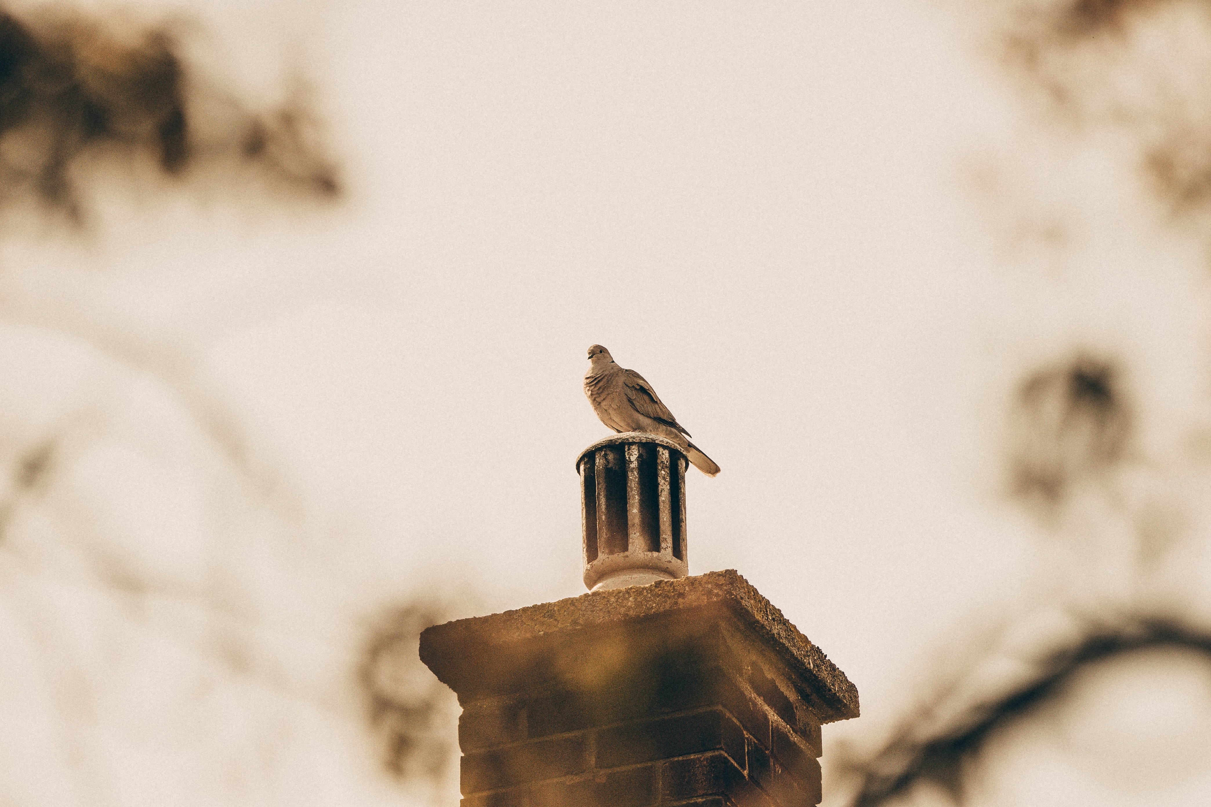 Bird on Chimney